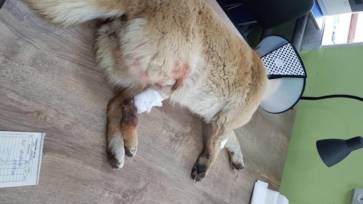 В Мелитополе спасали собаку с раздробленной костью (фото)