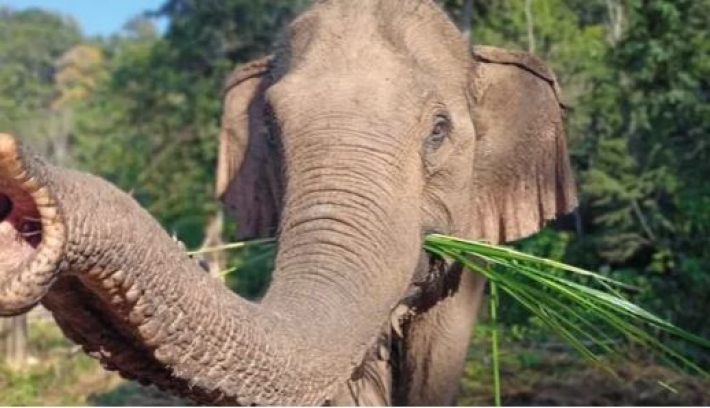 Слон узнал ветеринара, который лечил его 12 лет назад. Трогательные фото