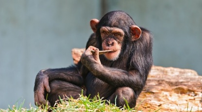 Шимпанзе из разных зоопарков каждый день общаются по видеосвязи (фото)