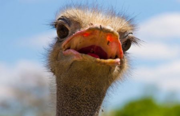 Разгуливавший по Кривому Рогу страус напугал водителей и рассмешил сеть (видео)