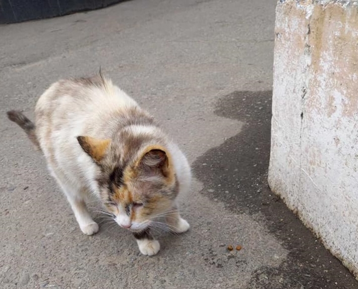 В Мелитополе после смерти хозяйки кошку выставили на улицу (фото)