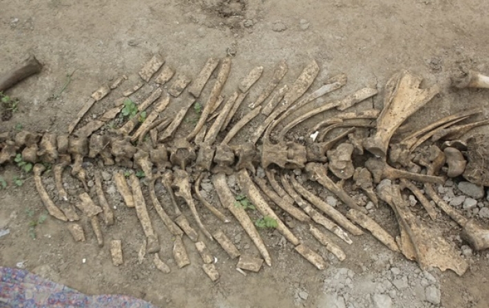 В Узбекистане найдены останки древнего носорога (фото)