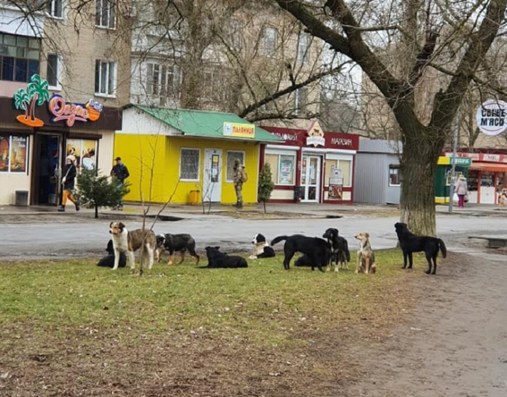 В Мелитополе все бродячие собаки собрались в одном районе – это жуть (фото)