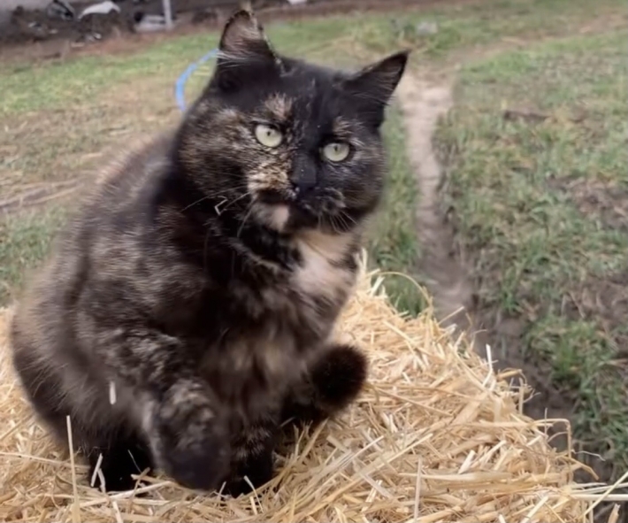 В мелитопольском зоопарке местные кошки отказываются ловить мышей и "работают" экскурсоводами (видео)