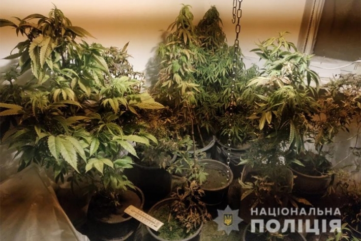 45-летний житель Запорожья выращивал для себя 57 кустов конопли (фото)