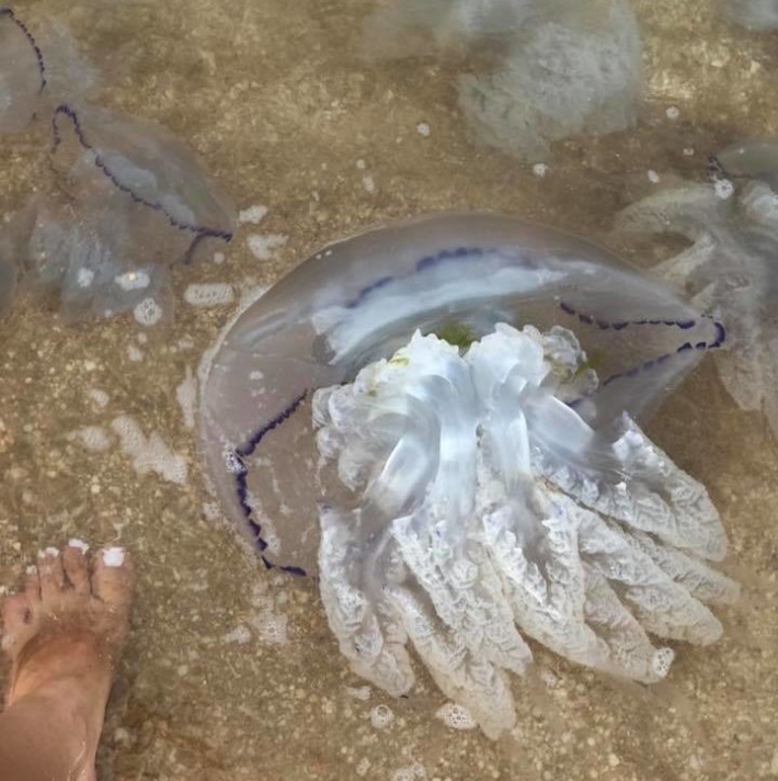 Стоит ли в этом году в Азовском море очередное нашествие медуз ждать - ученые объясняют почему