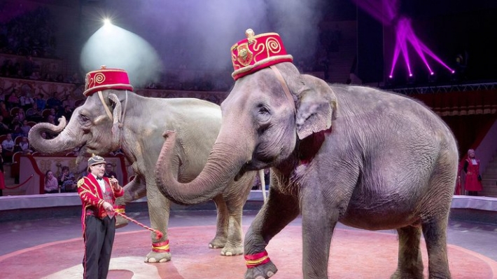 В цирке во время шоу произошла потасовка между слонами (видео)