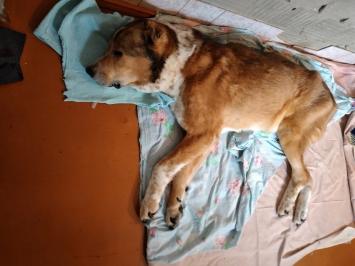Умер в муках - жительница Мелитополя, которой пришлось присутствовать на эвтаназии своей собаки, винит врача в халатности (фото)