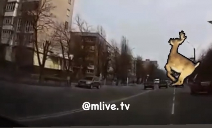 Мелитопольский водитель показал "мастер-класс" по нарушениям ПДД (видео)