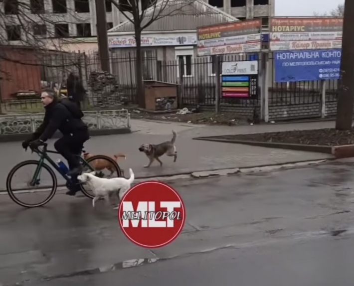 В Мелитополе бездомные собаки атаковали велосипедиста (видео)