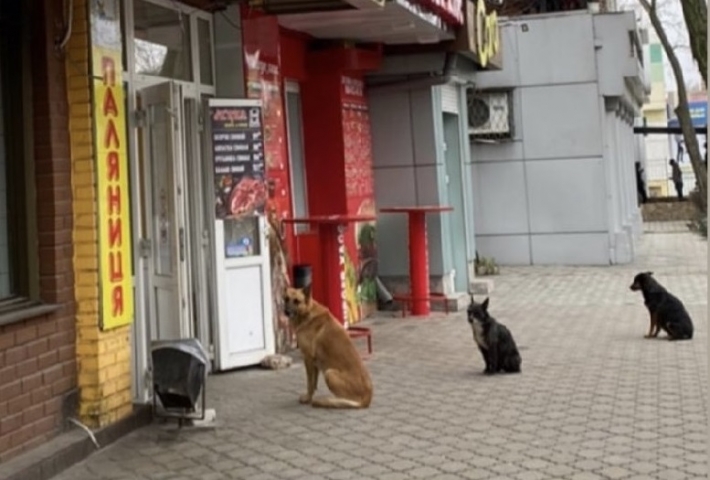 Курьезы. В Мелитополе собаки в очереди за колбасой, а коты за субсидией и к гинекологу (фото)