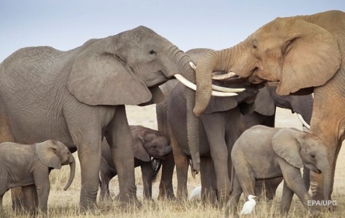 Африканские слоны находятся на грани вымирания