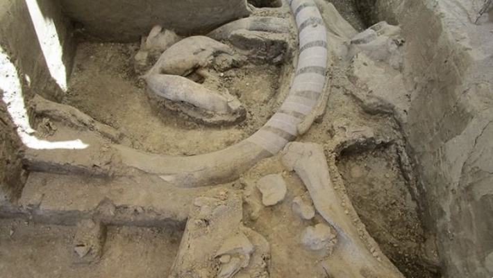 Археологи обнаружили "ловушку" для мамонтов, которой 14 тыс. лет - находка поражает: фото