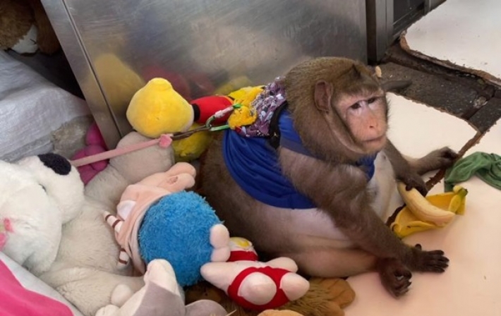 Толстую обезьяну отправили в "лагерь похудения" (видео)