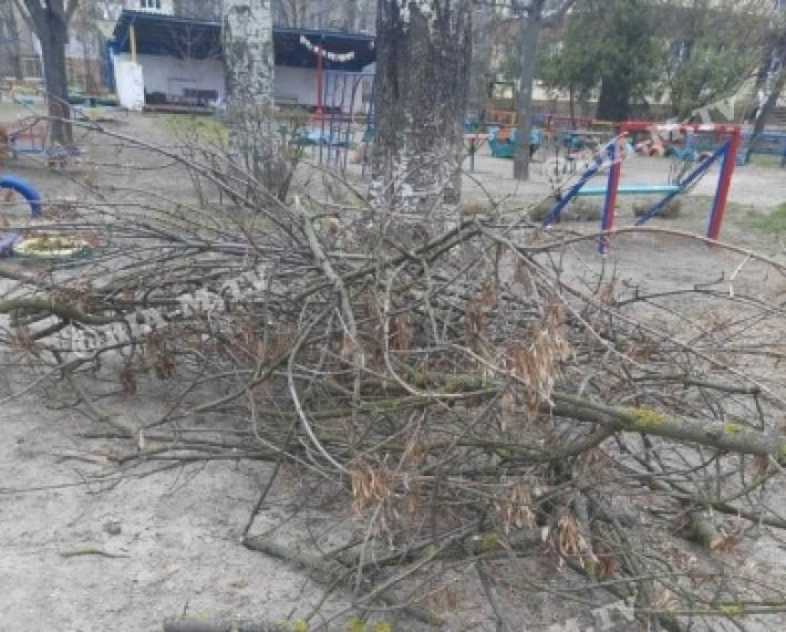 В Мелитополе предпринимателю помешало дерево (фото)