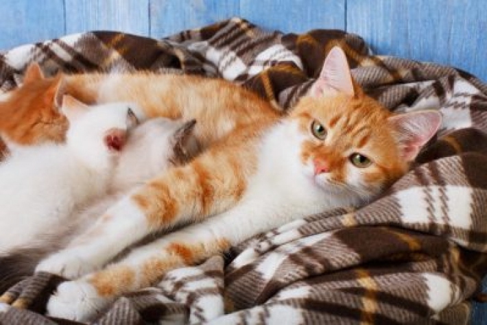 Кошка сама принесла больных котят к ветеринару
