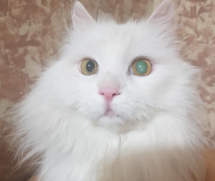 В Мелитополе на глазах у прохожих едва не разорвали белого кота (фото)