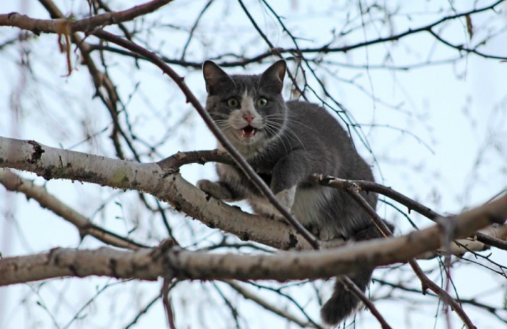 В Запорожье спасатели снимали с дерева кота