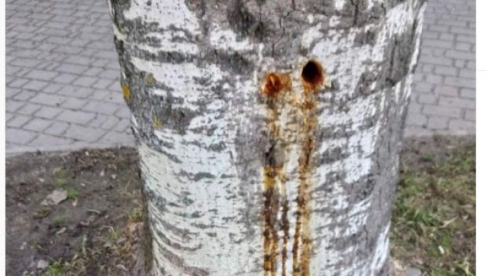 В Запорожье неизвестные покалечили 11 взрослых деревьев