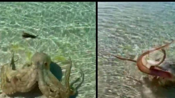 В Австралии разъяренный осьминог набросился на мужчину (видео)