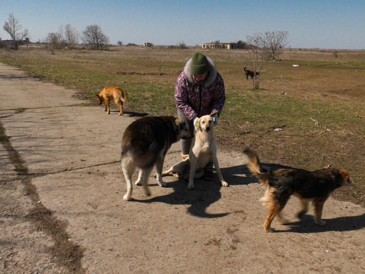 В Бердянске на собак живодеры расставили капканы (фото, видео)