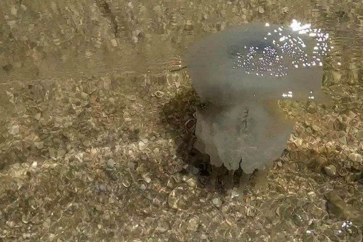 Эксперты рассказали, будут ли медузы на курортах Азовского моря в 2021 году
