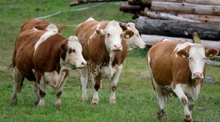 Коров выпустили на улицу, но они не в восторге от такой весны - озябшие животные захотели в тепло (видео)