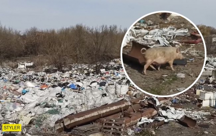 Под Киевом обнаружили огромную свалку, где бегают свиньи и лежат трупы животных (видео)