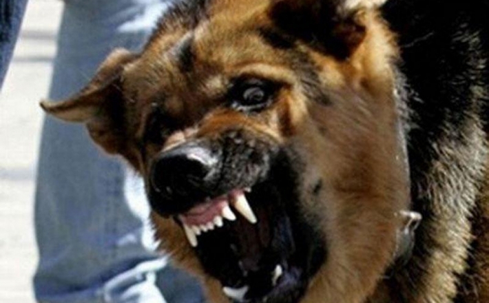 Незаметно подкралась - в Мелитополе на женщину напала бродячая собака (фото)