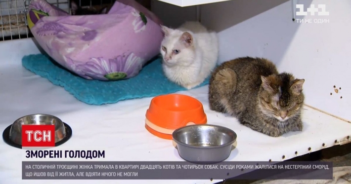 Морила голодом: в Киеве женщина держала в квартире 20 кошек и 4 собаки