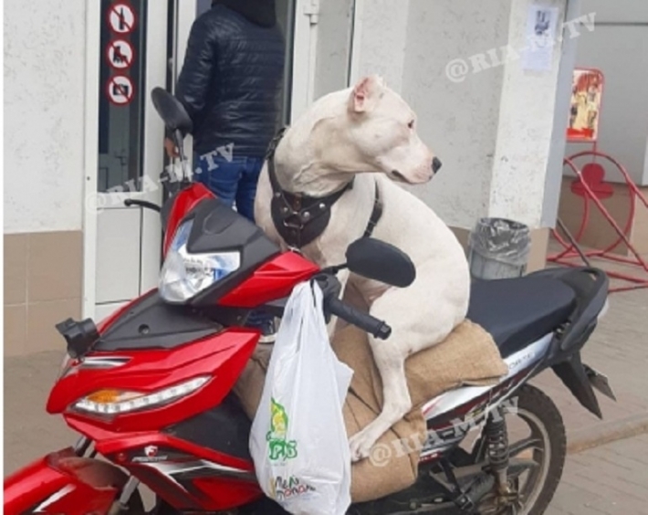 Курьезы. В Мелитополе мужчина возит собаку на мотоцикле вместо сигнализации (фото, видео)