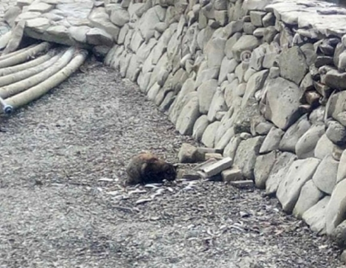 В Мелитополе в парке осушили пруд - коты едят рыбу (фото)