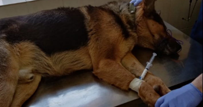 Под Львовом 35-летний мужчина топором разбил собаке голову