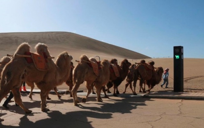В Китае появился светофор для верблюдов (фото)