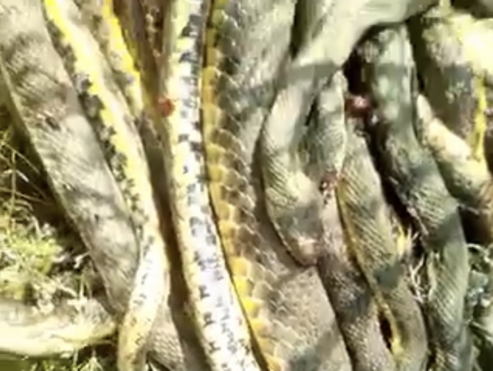 В Мелитопольском районе обнаружили огромный клубок змей (видео)