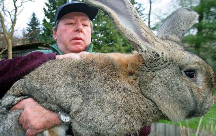 Кража в Великобритании: похищен самый большой кролик в мире (видео)