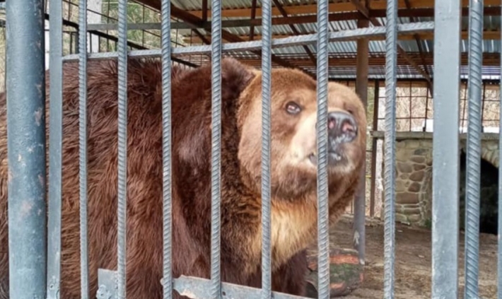 На Прикарпатье у отеля отобрали медведя: ветеринары были в шоке (видео)
