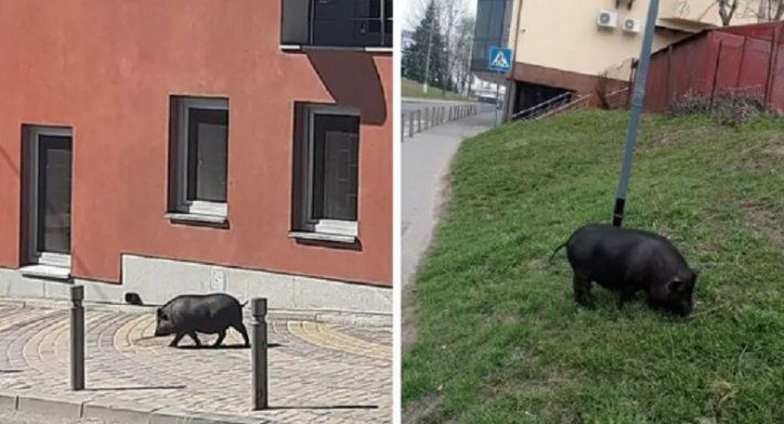 Гуляющая по улицам Винницы вьетнамская свинья Юрчик стала звездой соцсетей. Фото