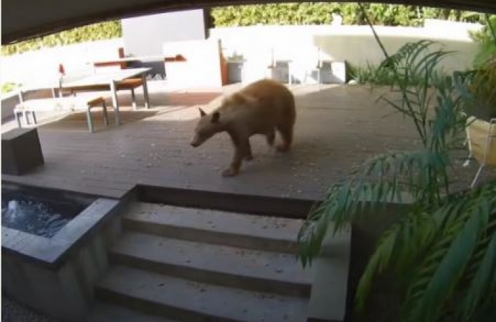 Розмір не має значення: маленькі собачки вигнали з дому величезного ведмедя (видео)