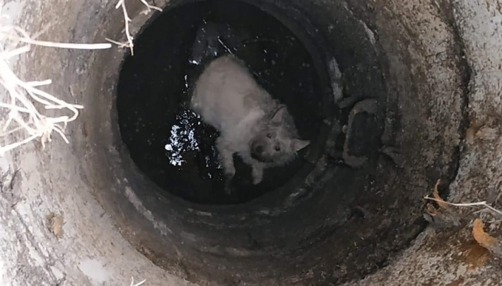 В Запорожье собака упала в глубокий колодец с водой (фото)