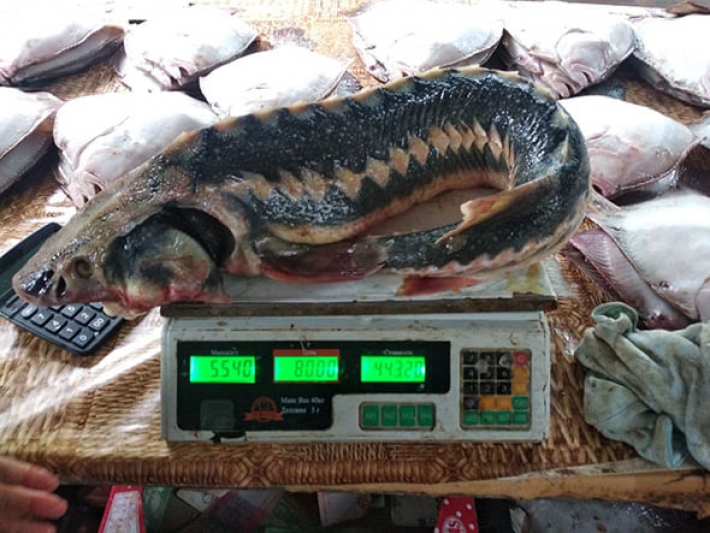 В Мелитополе на рынке изъяли краснокнижную рыбу (фото)
