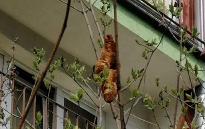 В Кракове круассан на дереве перепутали с игуаной (фото)