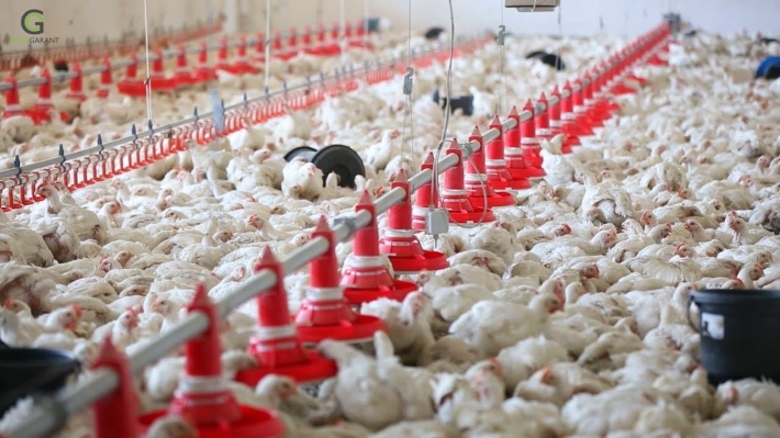 В Запорожской области из-за птичьего гриппа проверяют птицефабрики
