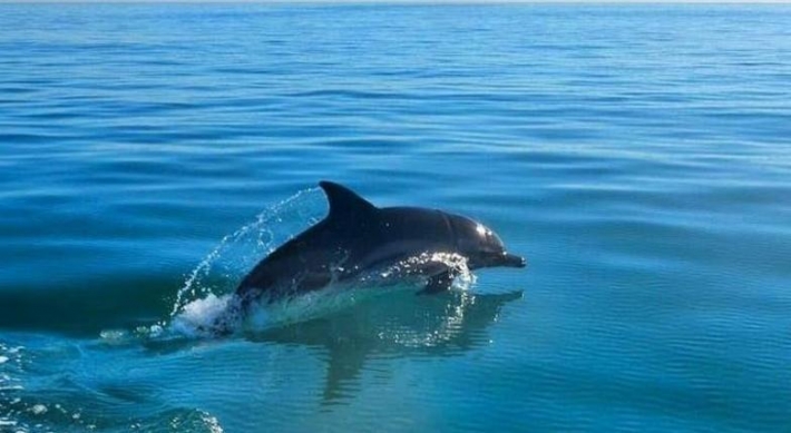 В Кирилловке играющие дельфины выпрыгивают на берег (видео)