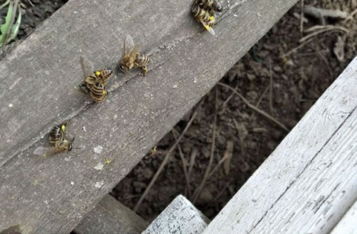 В Запорожье массово гибнут пчелы (фото)