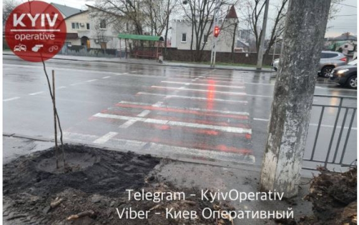 В Киеве решили "по-особенному" озеленить улицы - деревья посадили на пешеходных переходах, фото