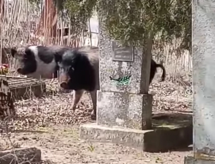 У свиней, которые устроили погром на кладбище под Мелитополем, нашелся «хозяин» (видео)