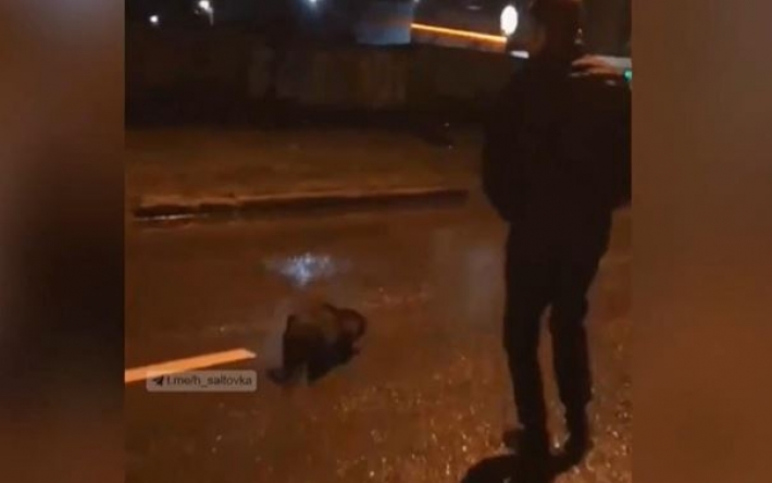 В Харькове по улице гулял дикий бобер (видео)