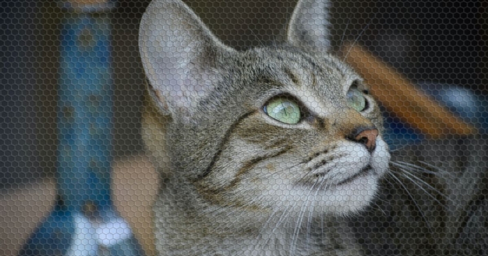 Животные ели друг друга: в России женщина заперла 40 кошек в "двушке" на 2 месяца
