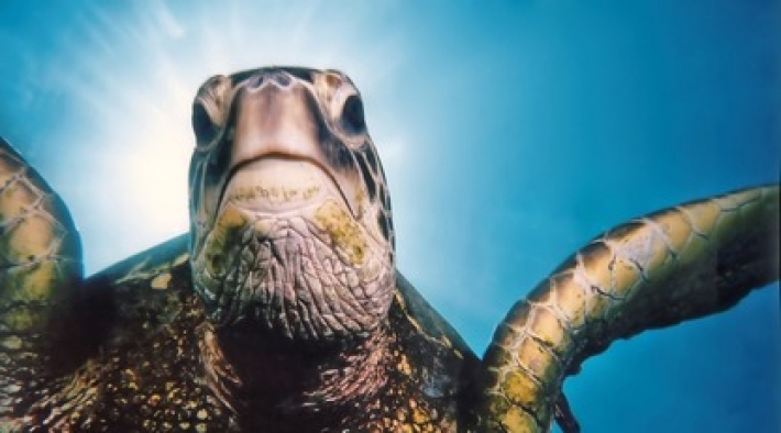Смелая черепаха прогнала львов с водопоя и стала героиней сети: смешное видео